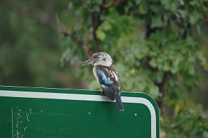 Kookaburra, Blue-winged, 2007-12212003 Kakadu NP, NT, AU